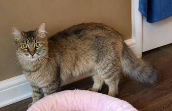 Lily -  Domestic Medium Hair Cat for Adoption in Chattanooga, Tennessee - Lily | PetCurious