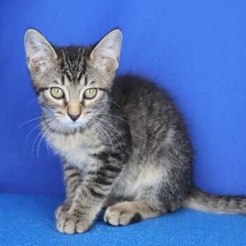 Bowie 052708U -  Domestic Short Hair Cat for Adoption in Tupelo, Mississippi - Bowie 052708U | PetCurious