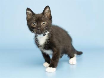 BEETHOVEN -  Domestic Short Hair Cat Available for Adoption in Phoenix, Arizona - BEETHOVEN | PetCurious