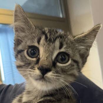 Germont -  Domestic Short Hair Cat for Adoption in Chicago, Illinois - Germont | PetCurious