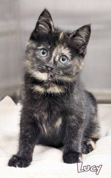 Lucy -  Domestic Short Hair Cat for Adoption in Mason, Michigan - Lucy | PetCurious