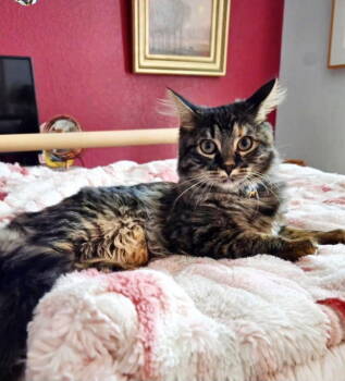 Rescue Domestic Long Hair Cats for Adoption in Denver, Colorado - Pattypan | PetCurious