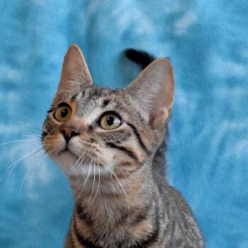 Domestic Short Hair Cats Available for Adoption in Eureka, California - Arrow | PetCurious