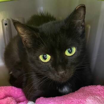 Snowball ll -  Domestic Short Hair Cat for Adoption in Goshen, Indiana - Snowball Ll | PetCurious