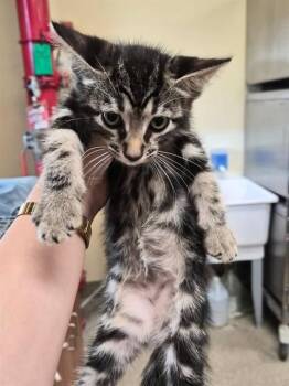 Domestic Short Hair Cats Available for Adoption in Fort Myers, Florida - CHANTILLY | PetCurious