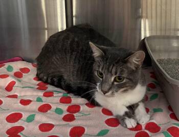 Mace -  Domestic Short Hair Cat Available for Adoption in Fort Worth, Texas - Mace | PetCurious