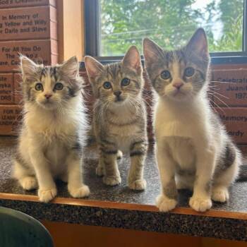 Ava -  Domestic Medium Hair Cat for Adoption in Waynesburg, Pennsylvania - Ava | PetCurious