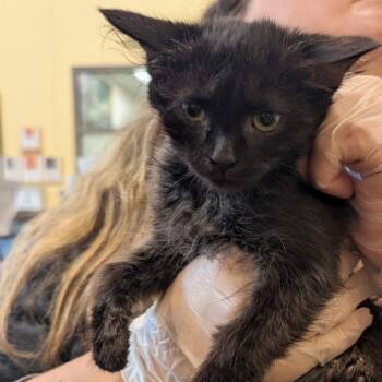 Kringle -  Domestic Short Hair Cat for Adoption in Lynchburg, Virginia - Kringle | PetCurious