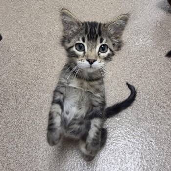 Pisces -  Domestic Medium Hair Cat for Adoption in Oshkosh, Wisconsin - Pisces | PetCurious