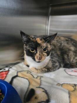 Rescue Domestic Short Hair Cats for Adoption in Paris, Kentucky - Biscuits | PetCurious