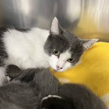 Rescue Domestic Short Hair Cats for Adoption in St. Louis, Missouri - Miss Minnie | PetCurious