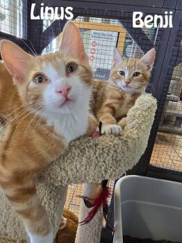 Rescue Tabby and Dilute Tortoiseshell Cats for Adoption in Redwood City, California - Kittens Available Soon For Adoption! Mama Honey And Company...Pa | PetCurious