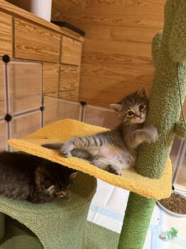 Uriah -  Domestic Short Hair and Tabby Cat for Adoption in Buford, Georgia - Uriah | PetCurious