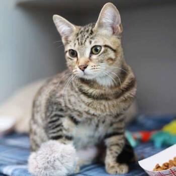 Sherb -  Domestic Short Hair Cat for Adoption in Atlanta, Georgia - Sherb | PetCurious