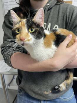 Rescue Domestic Short Hair Cats for Adoption in Bolivar, Missouri - Sprite | PetCurious