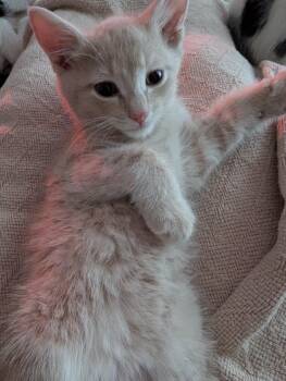 Manx Cats Available for Adoption in Oswego, South Carolina - Randy | PetCurious