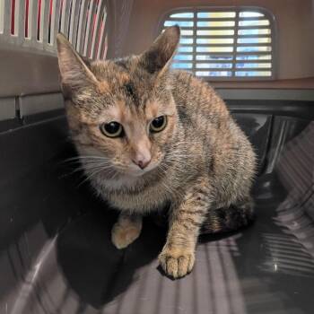 Peachy -  American Shorthair Cat for Adoption in Lynchburg, Virginia - Peachy | PetCurious
