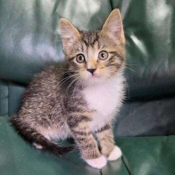Kiara -  Domestic Short Hair Cat for Adoption in Wadena, Minnesota - Kiara | PetCurious