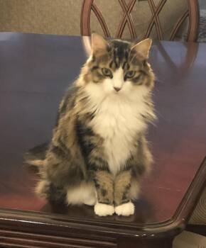 Rescue Domestic Long Hair Cats for Adoption in Closter, New Jersey - Luna | PetCurious