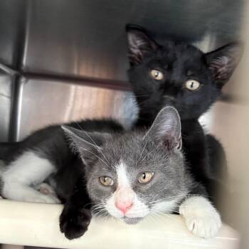 Lewis -  Domestic Short Hair Cat for Adoption in Brockton, Massachusetts - Lewis | PetCurious