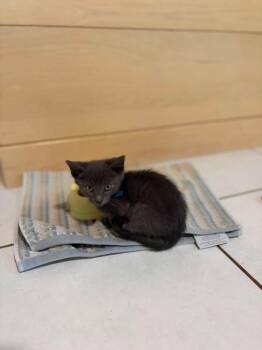 Banshee -  Domestic Short Hair Cat for Adoption in Sebastian, Florida - Banshee | PetCurious