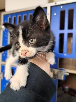 Domestic Short Hair Cats Available for Adoption in Fayetteville, Tennessee - JackJack | PetCurious