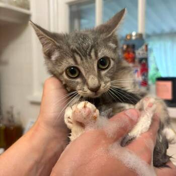 Billiam -  Domestic Short Hair Cat for Adoption in Johnstown, Pennsylvania - Billiam | PetCurious