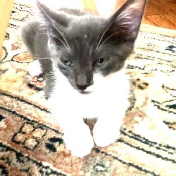 Domestic Short Hair Cats Available for Adoption in Sarasota, Florida - Patches | PetCurious