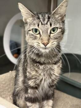 Lucille -  Domestic Short Hair Cat for Adoption in Venice, Florida - Lucille | PetCurious