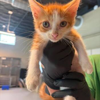 Nut -  Domestic Short Hair Cat for Adoption in Huntington, West Virginia - Nut | PetCurious