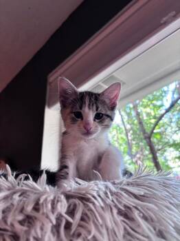 Guppy -  Calico and Domestic Short Hair Cat for Adoption in Richardson, Texas - Guppy | PetCurious