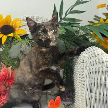 Razzle Hope 56568 -  Domestic Short Hair Cat for Adoption in Eaton Rapids, Michigan - Razzle Hope 56568 | PetCurious