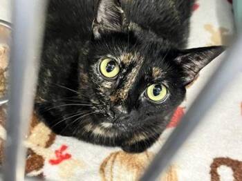 Engine -  Domestic Short Hair Cat for Adoption in Fort Worth, Texas - Engine | PetCurious