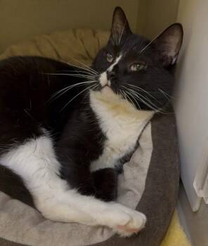 Boots -  Domestic Short Hair Cat for Adoption in Osseo, Michigan - Boots | PetCurious