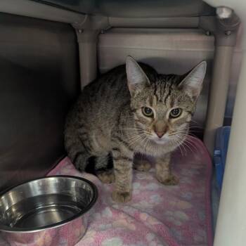 Domestic Short Hair Cats Available for Adoption in Indianapolis, Indiana - Brian | PetCurious