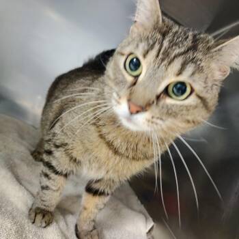 Domestic Short Hair Cats Available for Adoption in Allentown, Pennsylvania - EmPurrress Hairball | PetCurious