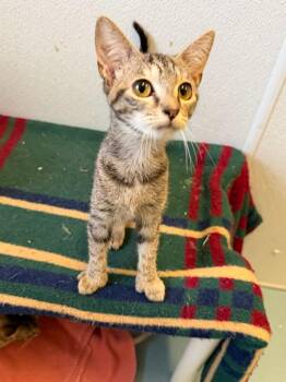 Willow -  Domestic Short Hair Cat for Adoption in Ogdensburg, New York - Willow | PetCurious