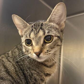 Thistle -  Domestic Short Hair Cat for Adoption in Philadelphia, Pennsylvania - Thistle | PetCurious