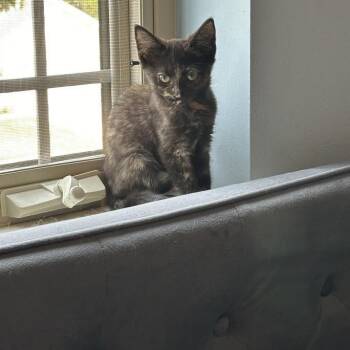 Cynthia Rose -  Domestic Short Hair Cat for Adoption in Madison, Wisconsin - Cynthia Rose | PetCurious