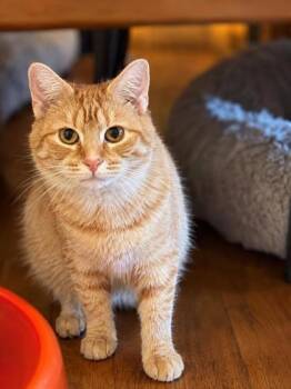 Nancy -  Domestic Medium Hair Cat for Adoption in Williamsport, Pennsylvania - Nancy | PetCurious
