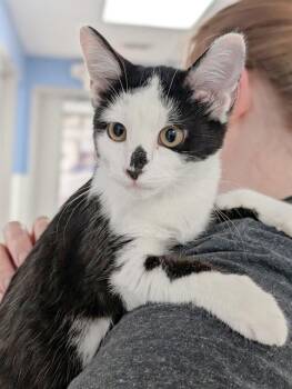 WHITNEY -  Domestic Short Hair Cat for Adoption in Canfield, Ohio - WHITNEY | PetCurious