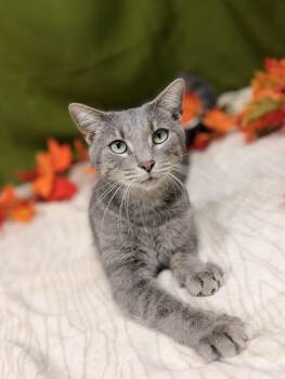 Rescue Domestic Short Hair Cats for Adoption in Upper Sandusky, Ohio - Blaze | PetCurious