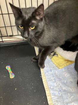 Domestic Short Hair Cats Available for Adoption - Mandy | PetCurious