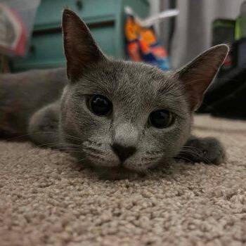 Zoomie -  Domestic Short Hair Cat for Adoption in East Greenwich Township, New Jersey - Zoomie | PetCurious
