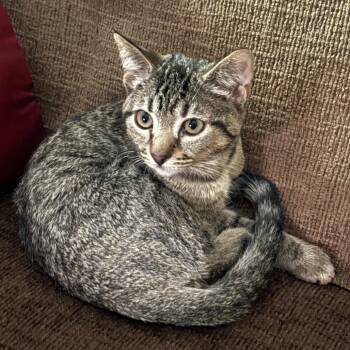 Baby -  Domestic Short Hair Cat for Adoption in Columbus, Georgia - Baby | PetCurious