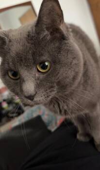 Domestic Short Hair Cats Available for Adoption - Grey (pre-adoption) | PetCurious