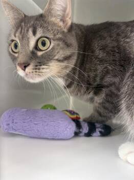 Domestic Short Hair Cats Available for Adoption - Luna Eclipse | PetCurious