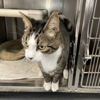 Jackson -  Domestic Short Hair Cat for Adoption in Roanoke, Virginia - Jackson | PetCurious