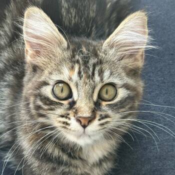 Aspen -  Domestic Short Hair Cat for Adoption in Cumming, Georgia - Aspen | PetCurious