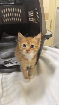 Papaya -  Domestic Short Hair Cat for Adoption in Honolulu, Hawaii - Papaya | PetCurious
